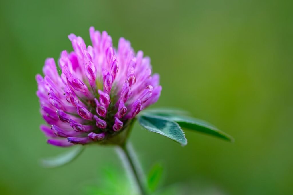 Red clover flowers